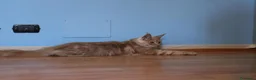 Maine Coon gatti in vendita: torna disponibile maine coon cucciolo  - Annuncio 11
