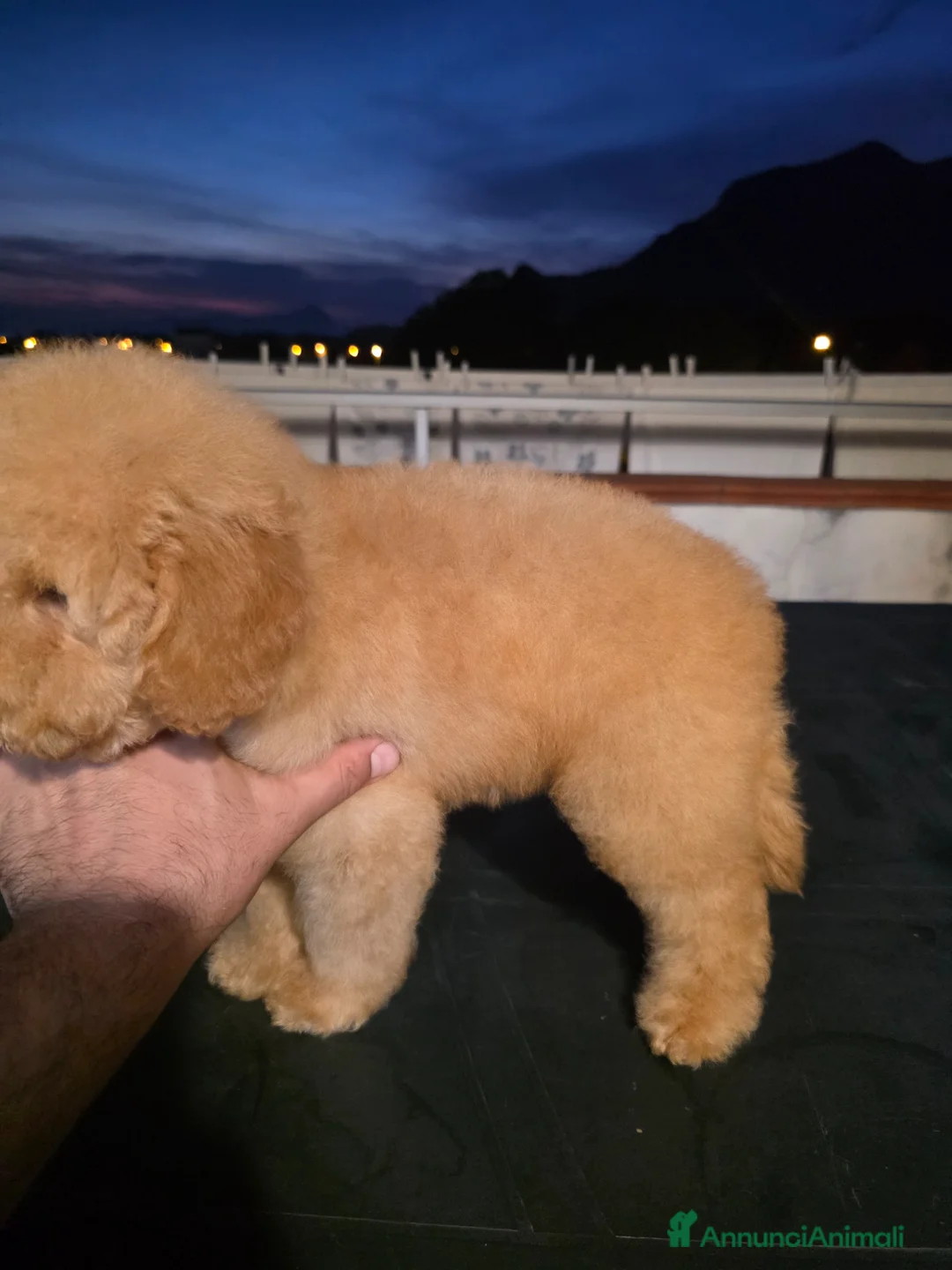 Barboncino cani in vendita: Cucciolo barbone nano - Annuncio 7