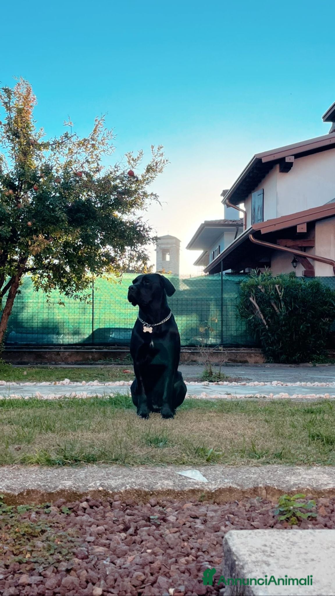 Cane Corso cani Cuccioli cane corso - Annuncio 1