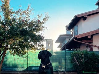 Cane Corso cani Cuccioli cane corso - Annuncio 1