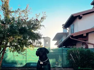 Cane Corso cani Cuccioli cane corso - Annuncio 35