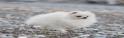 Volpino Pomerania cani in vendita: Pomerania - Annuncio 2
