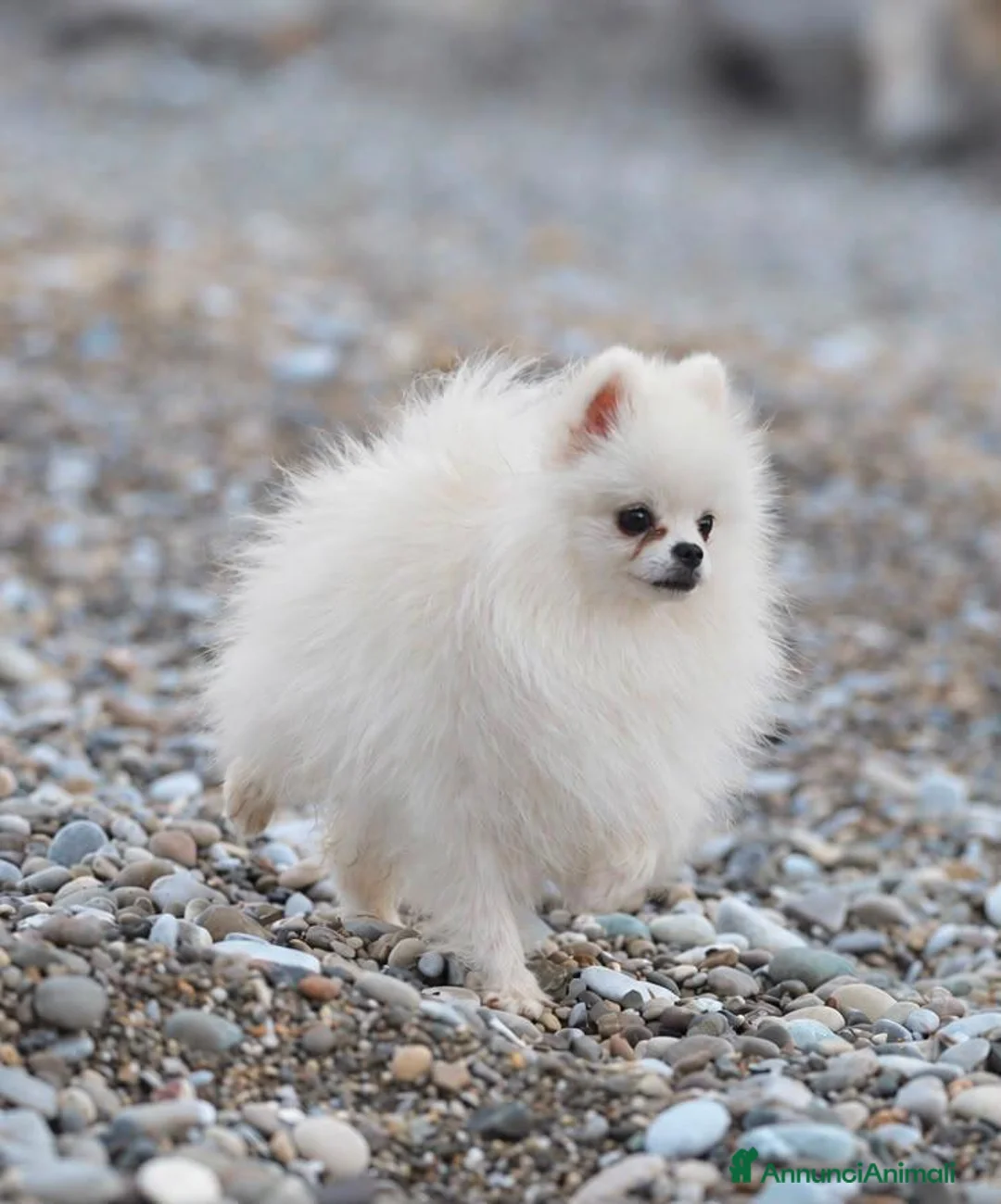 Volpino Pomerania cani in vendita: Pomerania - Annuncio 2