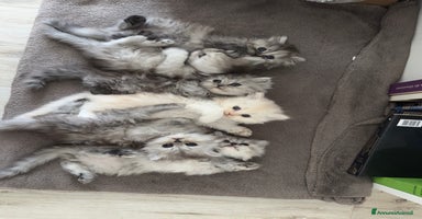 Persiano gatti Gattini persiani Chincilla  - Annuncio 2