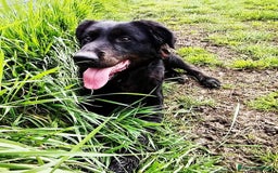Labrador cani in regalo: ANTONIA, mix labradorina cioccolato a Provincia di Latina - Immagine 2