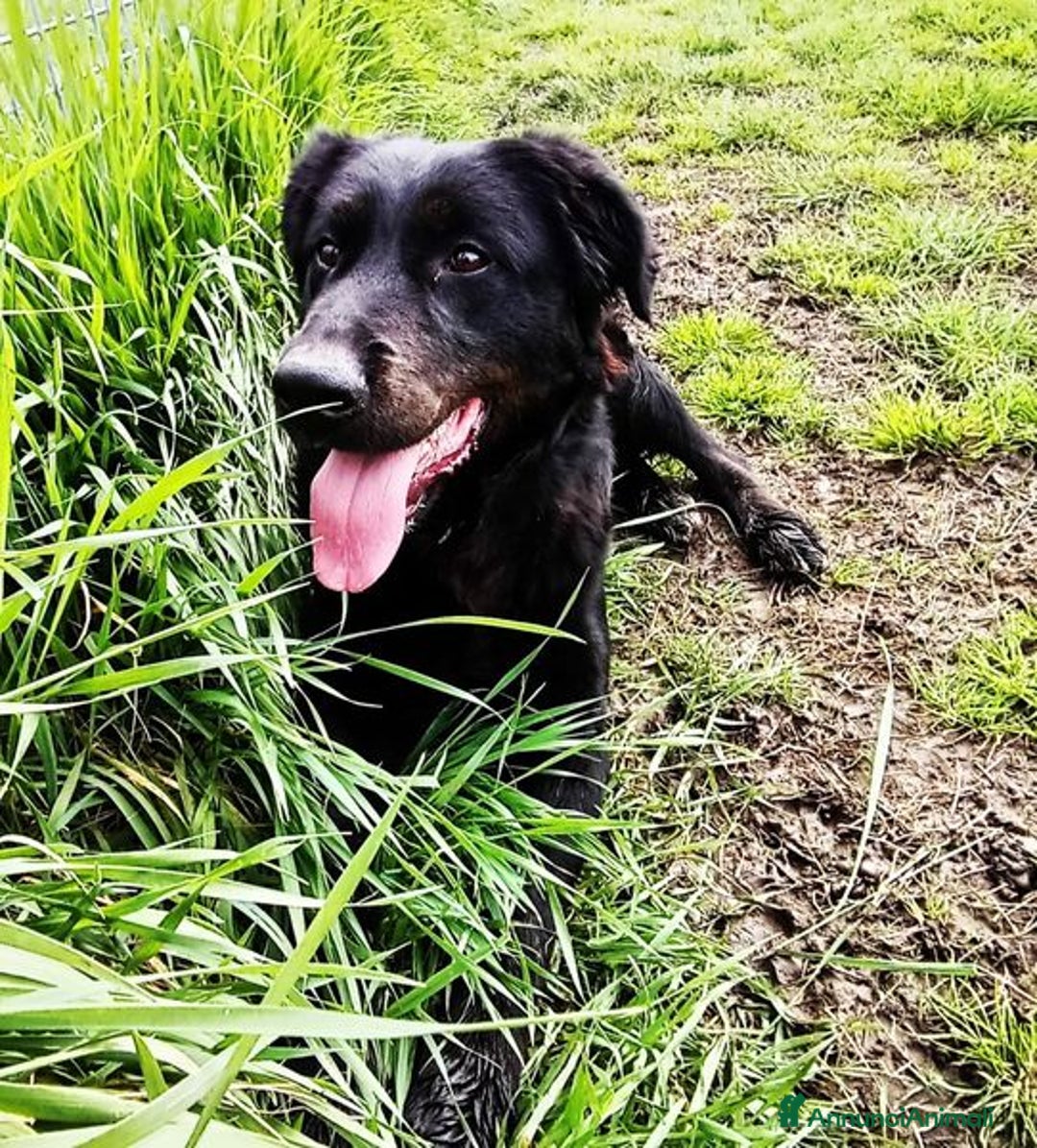 Labrador cani in regalo: ANTONIA, mix labradorina cioccolato a Provincia di Latina - Immagine 2
