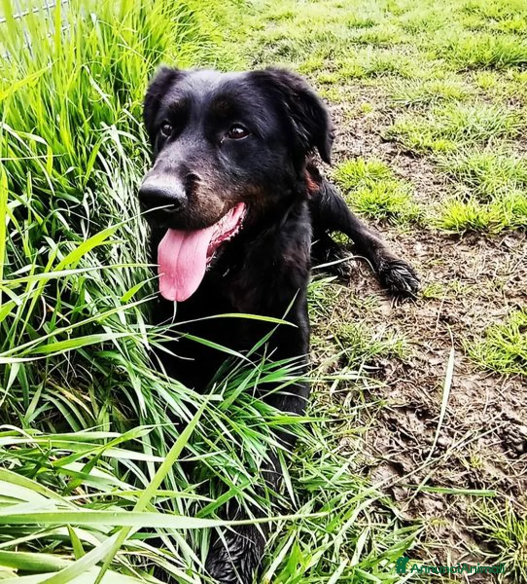 Labrador cani in regalo: ANTONIA, mix labradorina cioccolato a Provincia di Latina - Annuncio 2