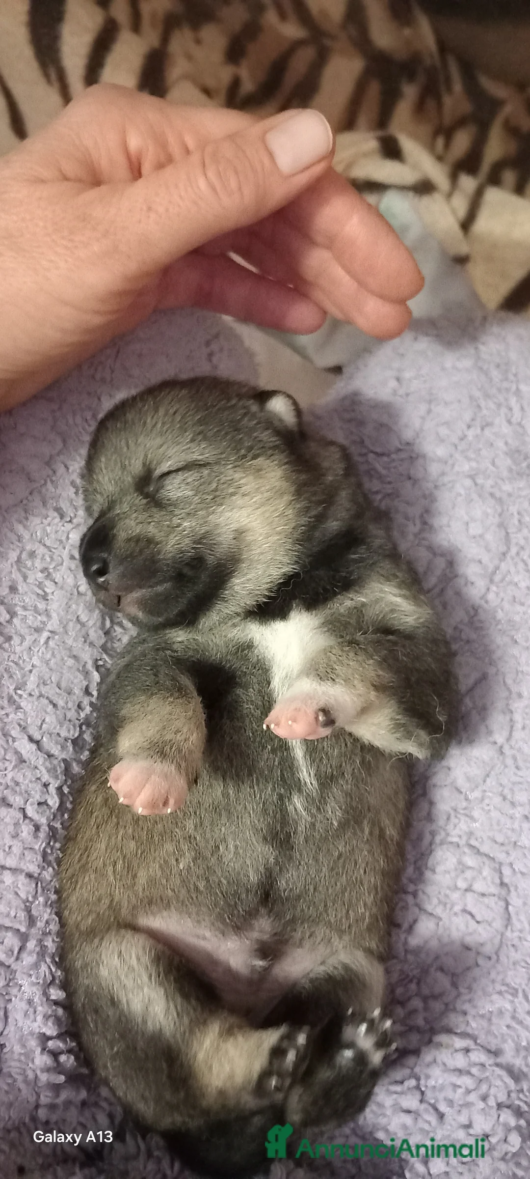 Shiba Inu cani in vendita: Cuccioli shiba inu pedigree  - Annuncio 4