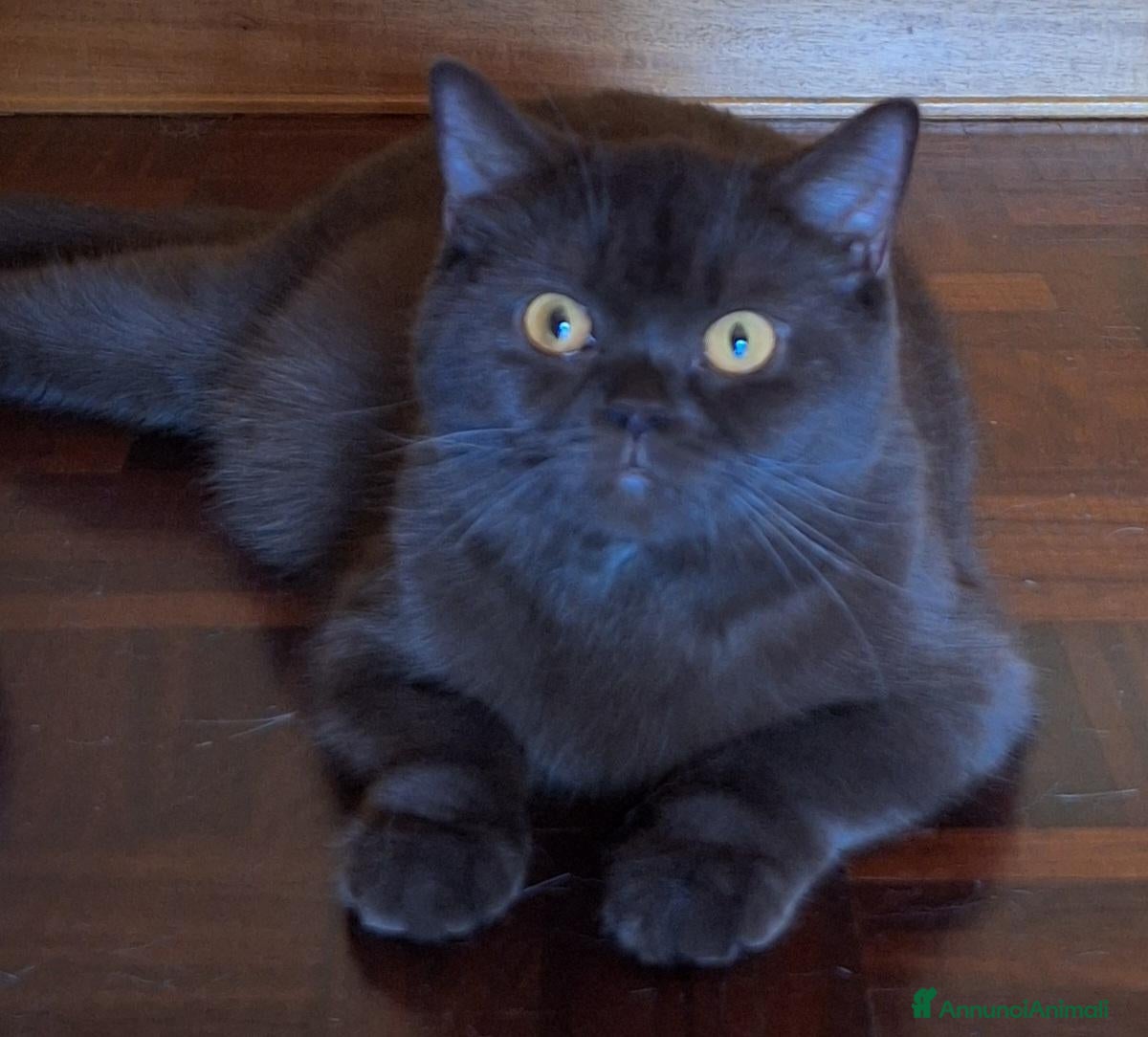 Scottish gatti Gattini scottish con pedigree - Annuncio 12