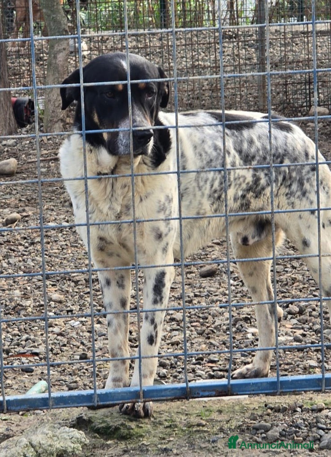 Meticcio cani in regalo: Oliver un carattere meraviglioso a Città Metropolitana di Milano - Annuncio 11
