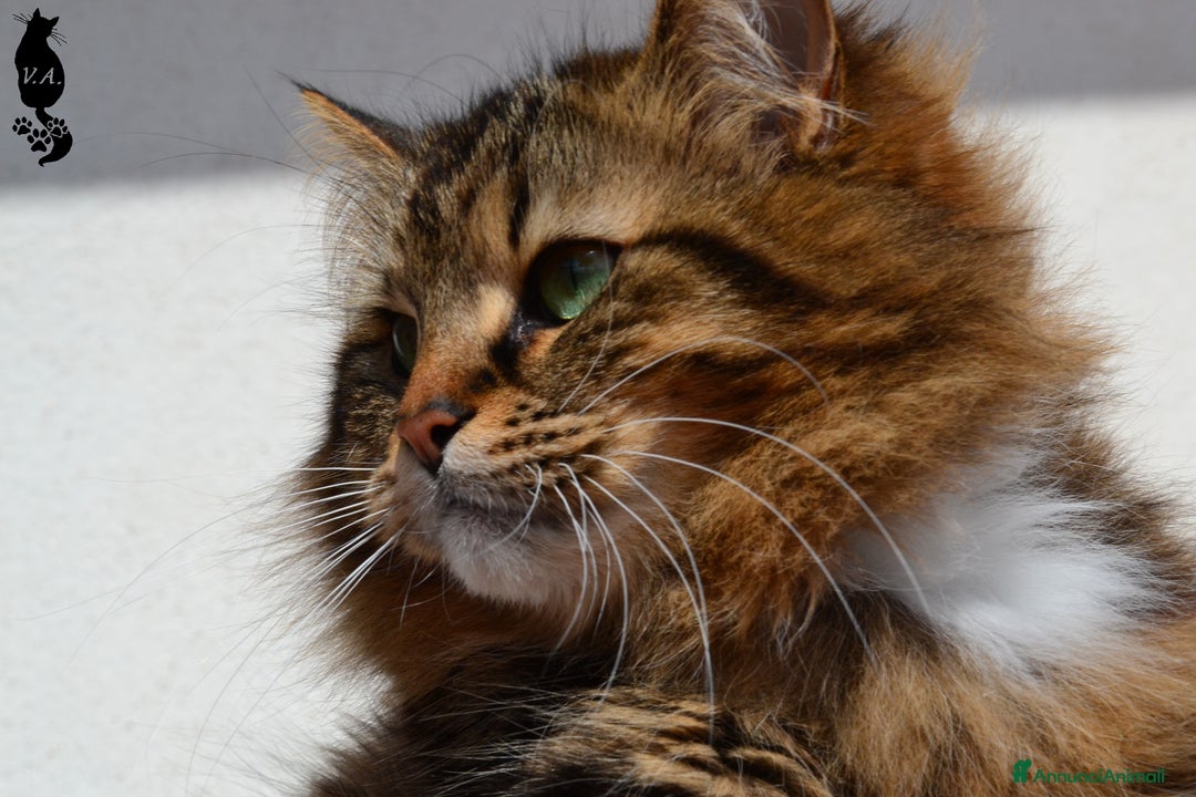 Siberiano gatti per accoppiamento: Si valuta gatto siberiano per accoppiamento - Annuncio 2