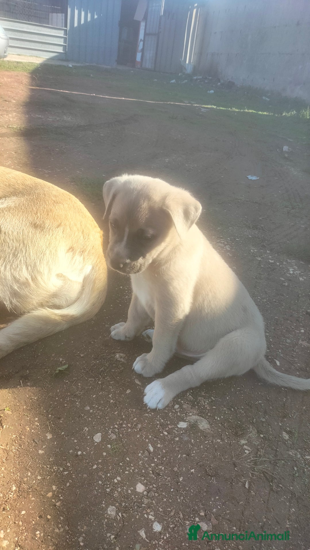 Cane Corso cani in vendita: Cuccioli di cane corso  - Annuncio 2