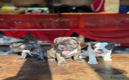 Bulldog Francese cani in vendita: Bulldog francese  a Provincia di Padova - Immagine 2