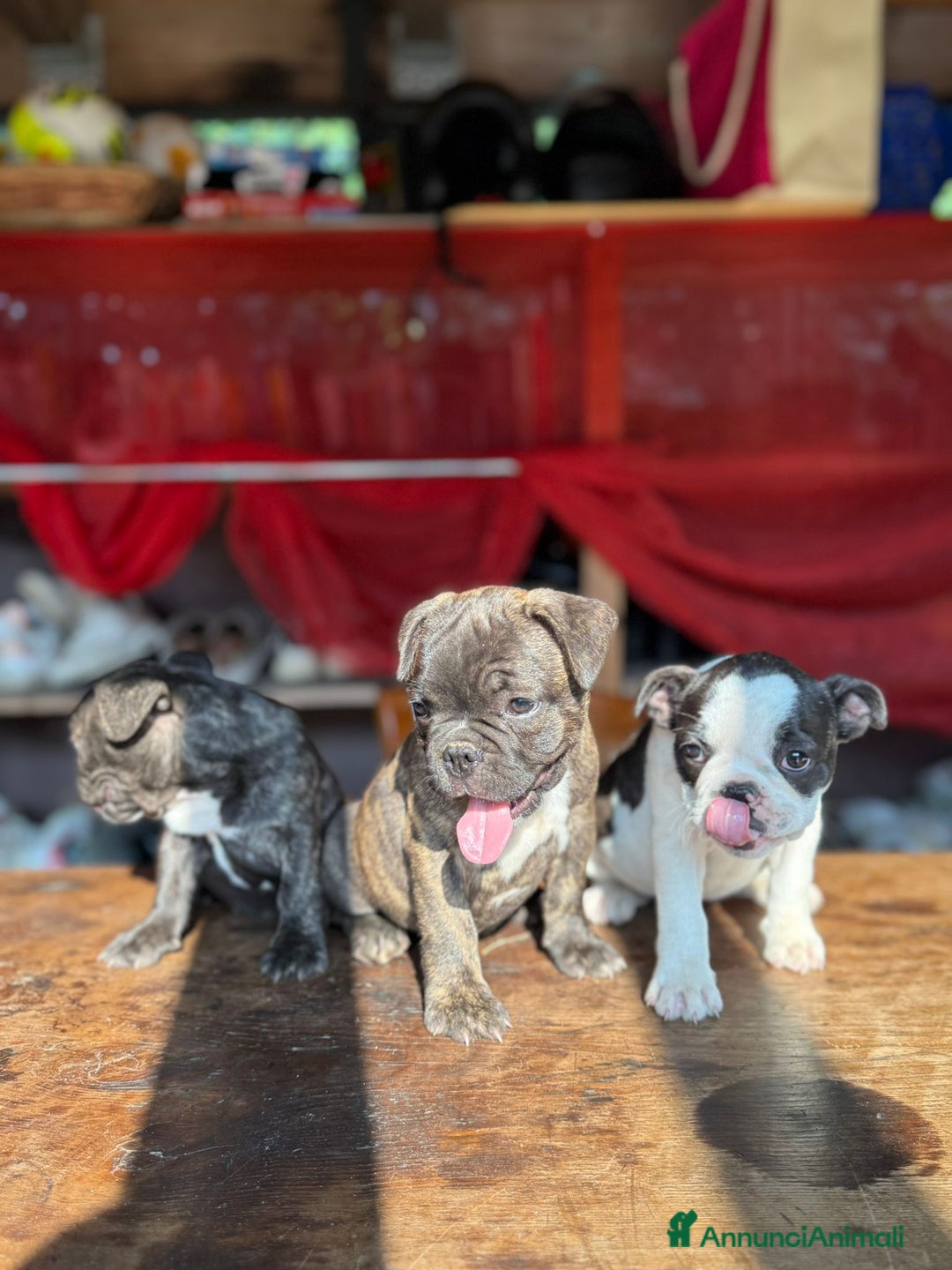Bulldog Francese cani in vendita: Bulldog francese  a Provincia di Padova - Immagine 2