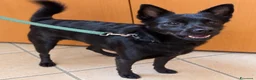 Meticcio cani in regalo: Loky taglia piccola 5 anni cerca casa urgente  - Annuncio 4