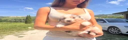 Australian Shepherd cani in vendita: Pastori Australiani - Annuncio 1