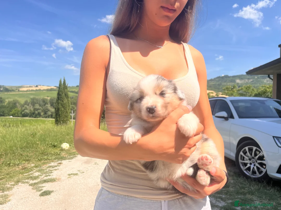 Australian Shepherd cani in vendita: Pastori Australiani - Annuncio 1