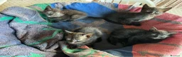 Europeo gatti in regalo: quattro gattini neri di due mesi - Annuncio 3