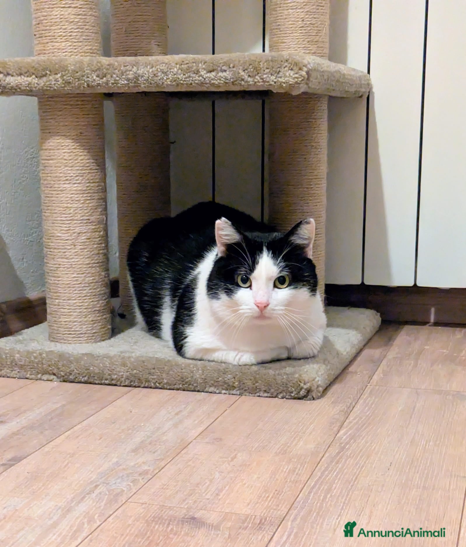 Meticcio gatti Mau micione timido buono e bello - Annuncio 2