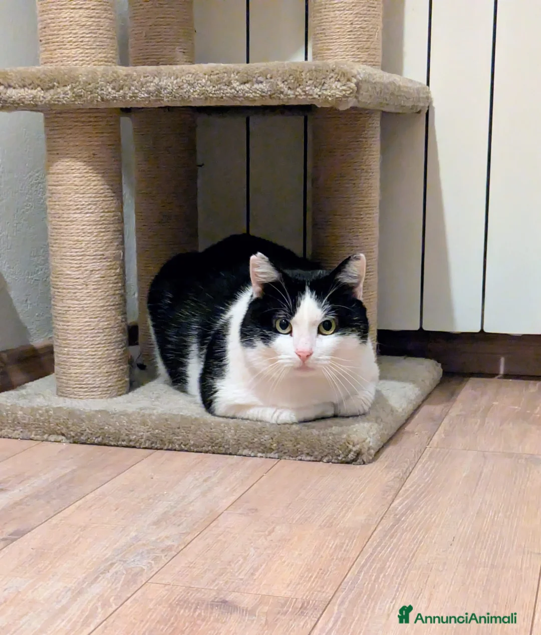 Meticcio gatti in regalo: Mau micione timido buono e bello - Annuncio 2