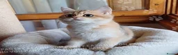 Scottish gatti in vendita: Cuccioli Scottish Straight - Annuncio 17