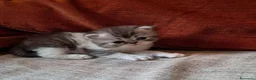 Persiano gatti in vendita: Gattini persiani  - Annuncio 3
