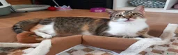 Europeo gatti in regalo: Gatta tricolore da adottare, KARINA ! - Annuncio 3