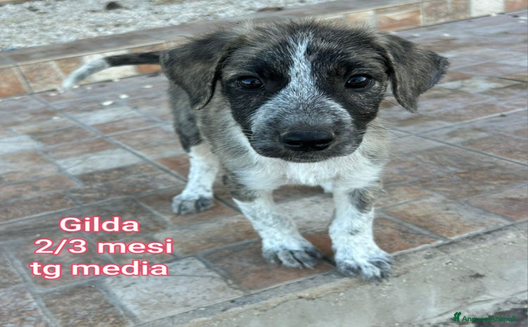 Meticcio cani a Città Metropolitana di Genova - Annuncio 1
