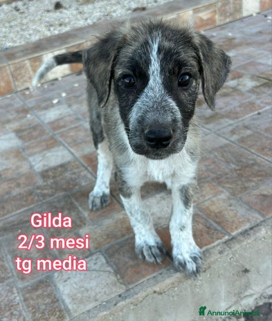 Meticcio cani a Città Metropolitana di Genova - Annuncio 14
