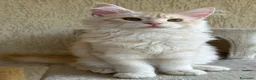 Maine Coon gatti in vendita: Maschio Maine Coon  - Annuncio 4