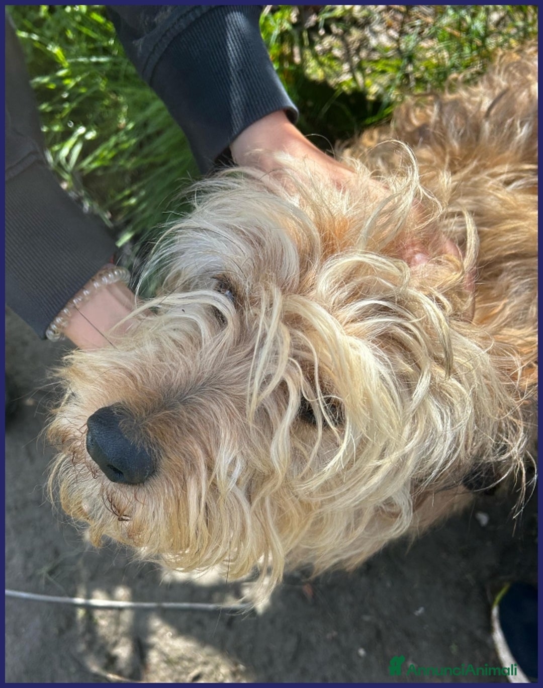 Spinone cani in regalo: FANGO DOLCE SPINONCELLO 2-3 ANNI SOGNA LA GIOIA DI a Città metropolitana di Milano - Annuncio 14