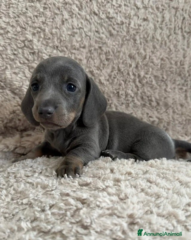 Bassotto cani  Bassotto Nano (Blue and tan) - Annuncio 1