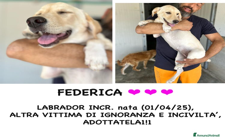 Altre razze cani a Provincia di Bergamo - Annuncio 17