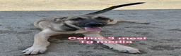 Meticcio cani in regalo: ADOTTA UN CUCCIOLO! a Provincia di Reggio Emilia - Annuncio 8