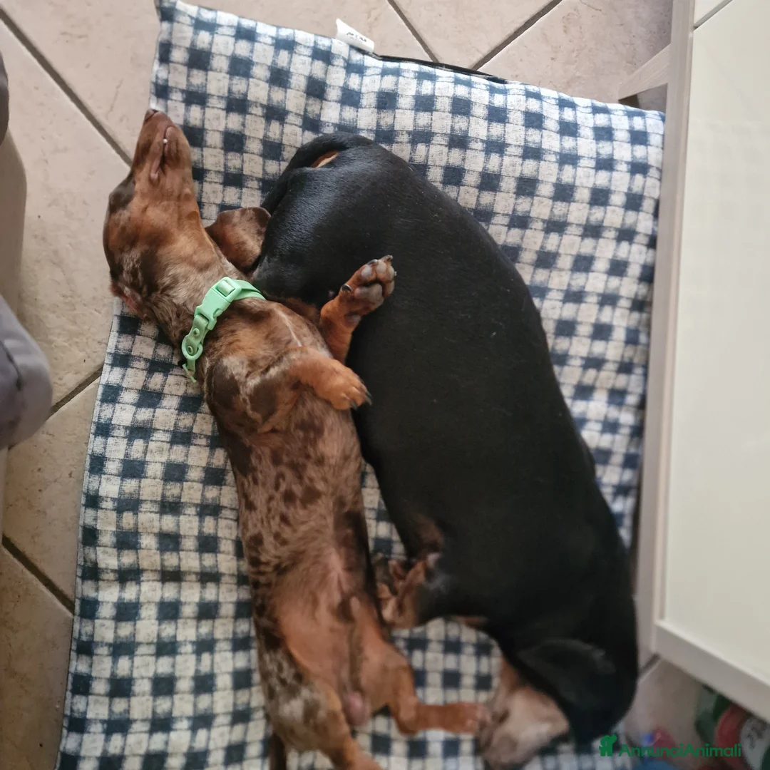 Bassotto cani in vendita: Bassotto arlecchino e cioccolato femmina e maschio - Annuncio 3