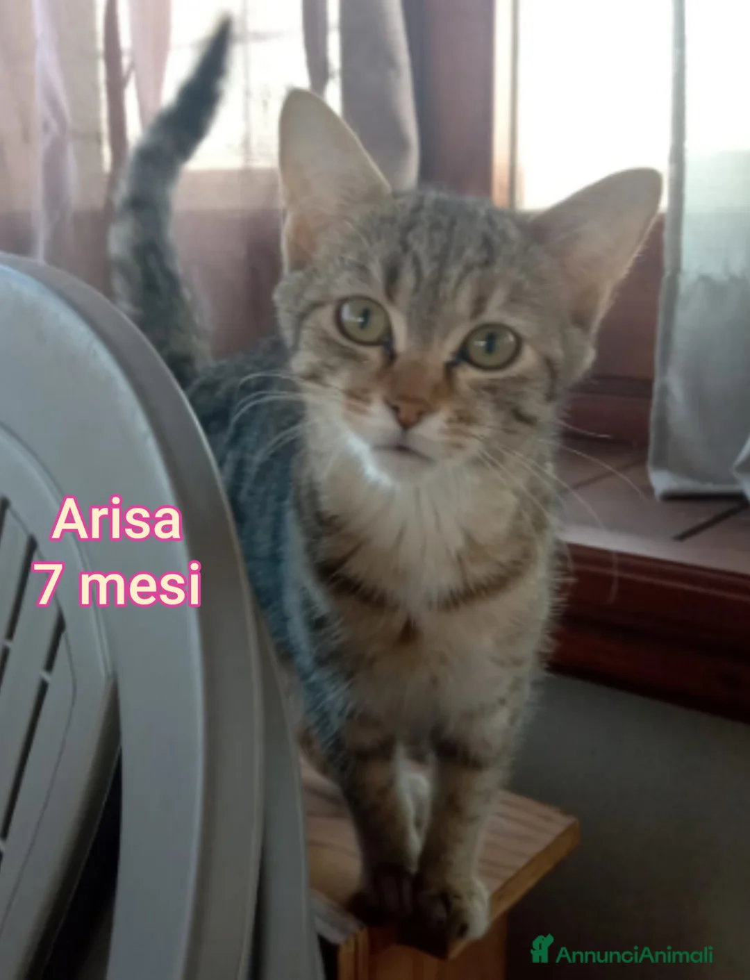 Altre razze gatti in regalo: SERVONO ADOZIONI X SALVARLI - Annuncio 6