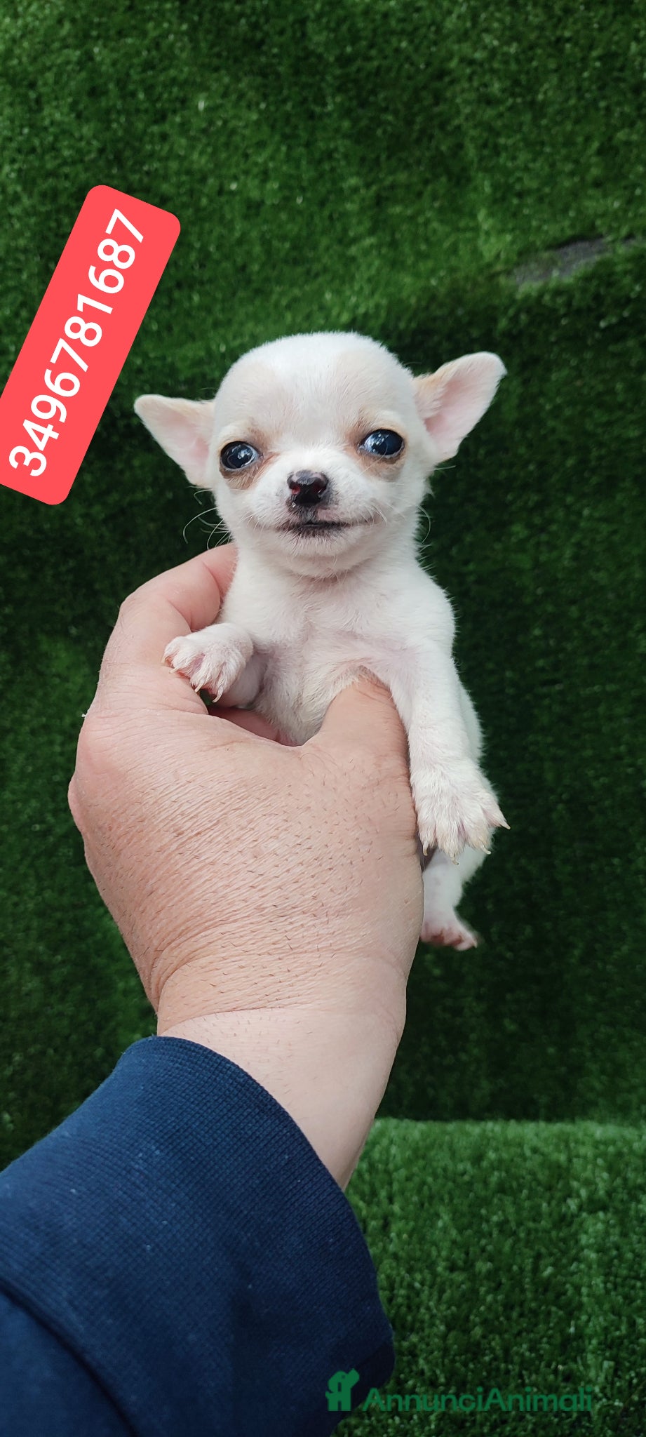 Chihuahua cani CHIHUAHUA stupenda cucciolina  - Annuncio 3