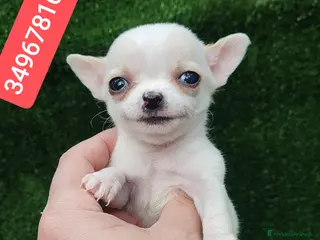 Chihuahua cani CHIHUAHUA stupenda cucciolina - Annuncio 3
