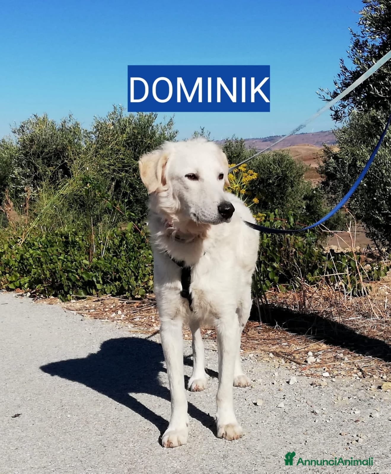 Altre razze cani IRIS E DOMINIK - Annuncio 2