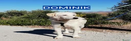 Altre razze cani in regalo: IRIS E DOMINIK - Annuncio 2