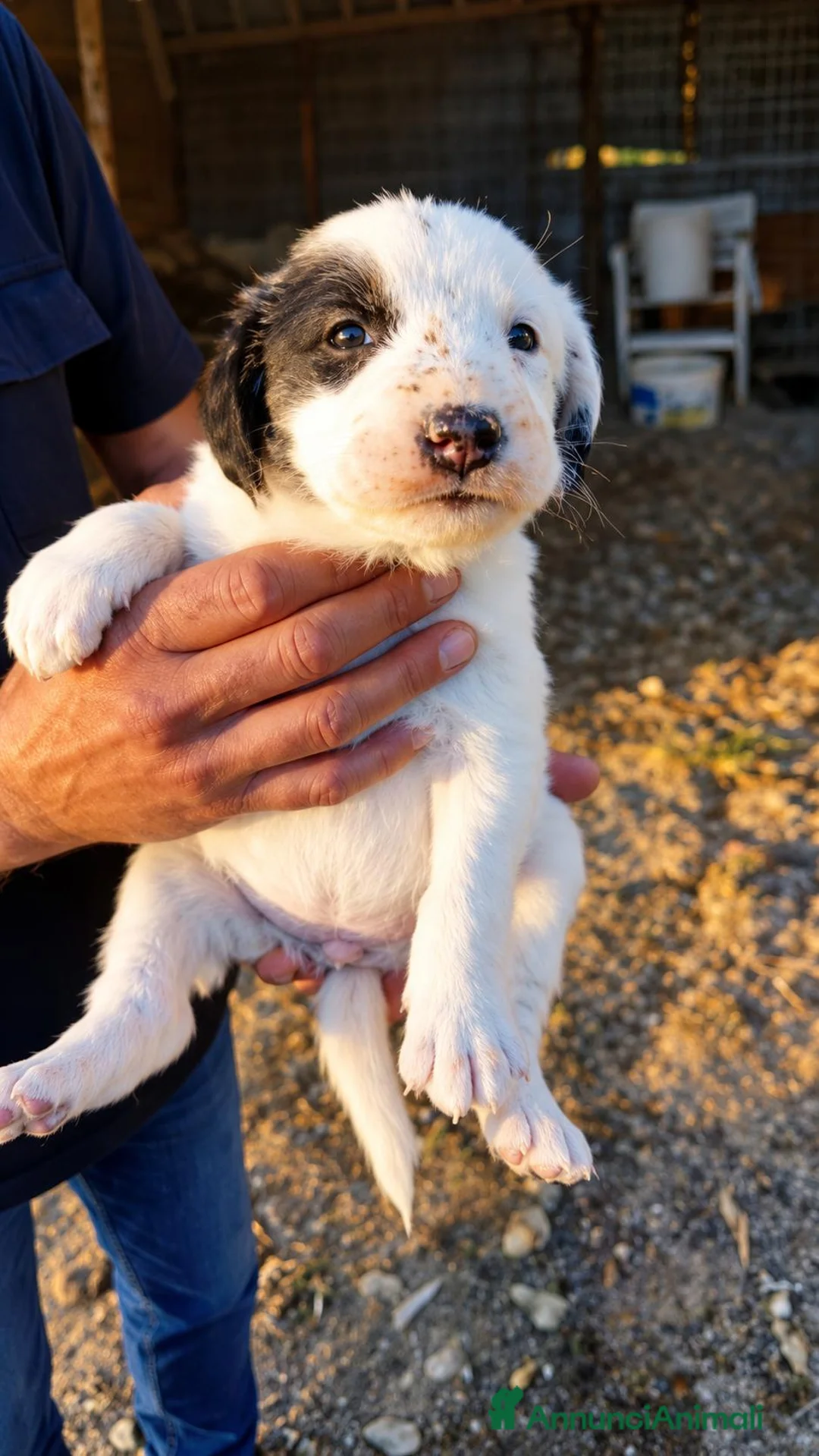 Meticcio cani in regalo: Asia, taglia grande! (2mesi) - Annuncio 2