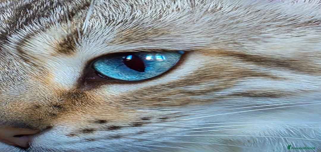 Immagine della galleria {{count}}