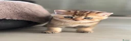 Scottish gatti in vendita: Bellissimi cuccioli di scottish straight/fold - Annuncio 19
