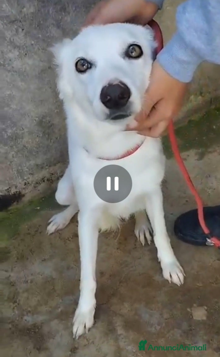 Meticcio cani Femmina giovane e timida finita in canile! SICILIA a Città metropolitana di Milano - Annuncio 41