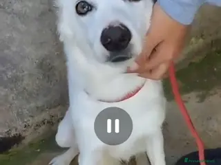 Meticcio cani Femmina giovane e timida finita in canile! SICILIA a Città metropolitana di Milano - Annuncio 8