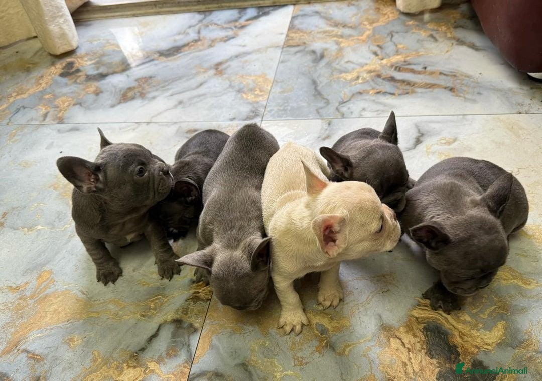 Bulldog Francese cani Pronti per una nuova casa ♡ Bulldog francese a Città metropolitana di Milano - Annuncio 2