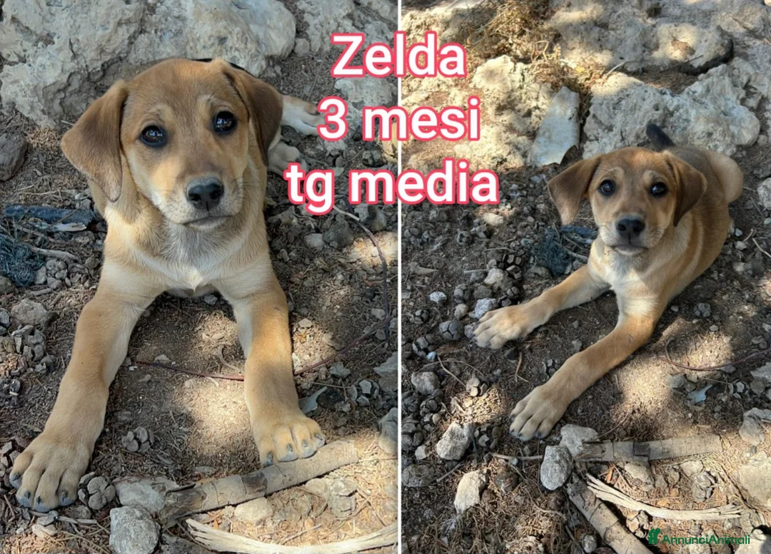 Meticcio cani in regalo: Cuccioli tenerissimi senza futuro  a Provincia di Modena - Annuncio 10