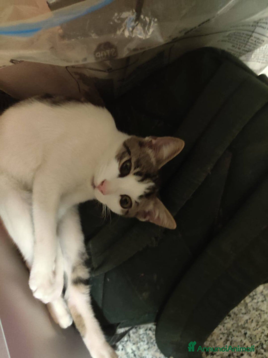 Europeo gatti in regalo: Dolcissimo gattino in adozione, PACO! - Annuncio 4