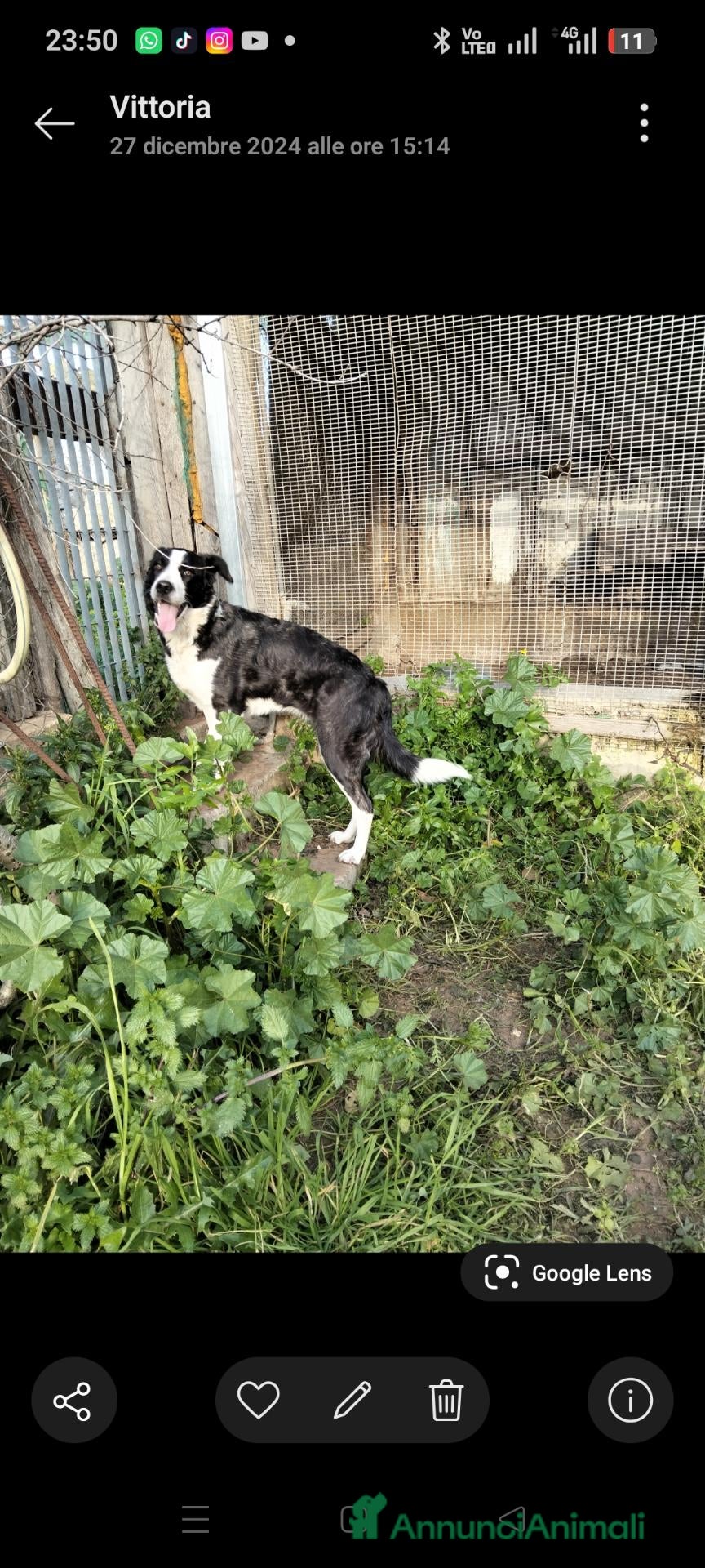 Meticcio cani Coppia  - Annuncio 1