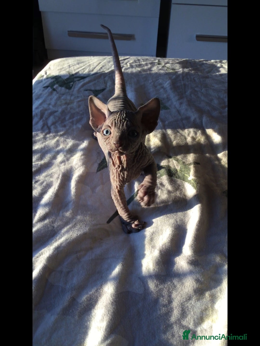 Sphynx gatti in vendita: Cuccioli di Canadian Sphynx con pedigree - Annuncio 9